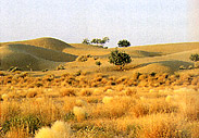 Rajasthan Desert